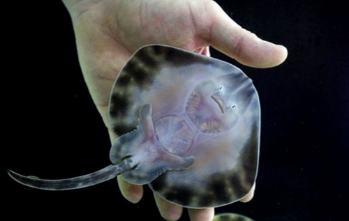 ywŃn[hɁz̉AjENgXӂ߂ŖuNÏ