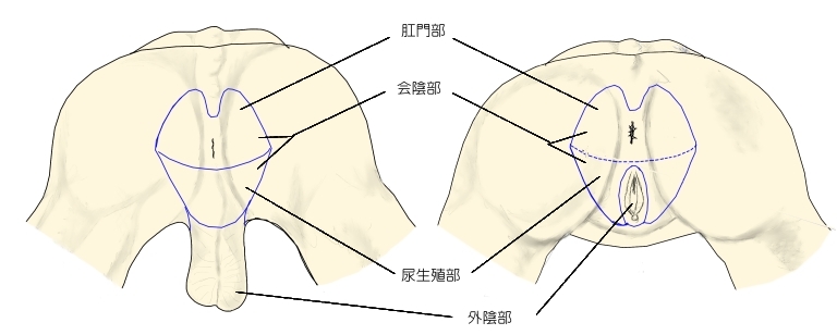 Iij[㋉ҁIȂ̃tBK[eNjbNŃyjXI݂ɂ