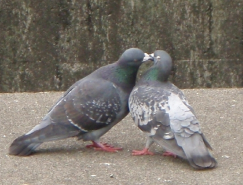 yg̉`z̉AjENgXӂ߂ŖuNÏ