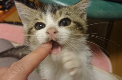 yg̉`z̉AjENgXӂ߂ŖuNÏ