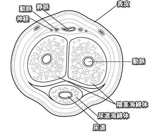 ペニス増大サプリを飲むとなぜペニスが大きくなるのか?